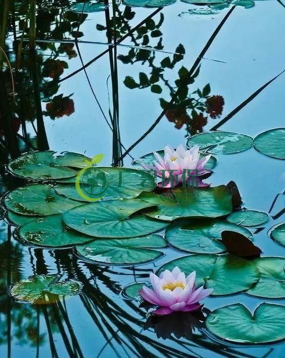 河道治理：水生植物的选择与种植