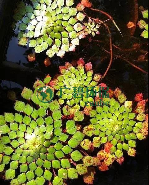 河道治理：水生植物的选择与种植