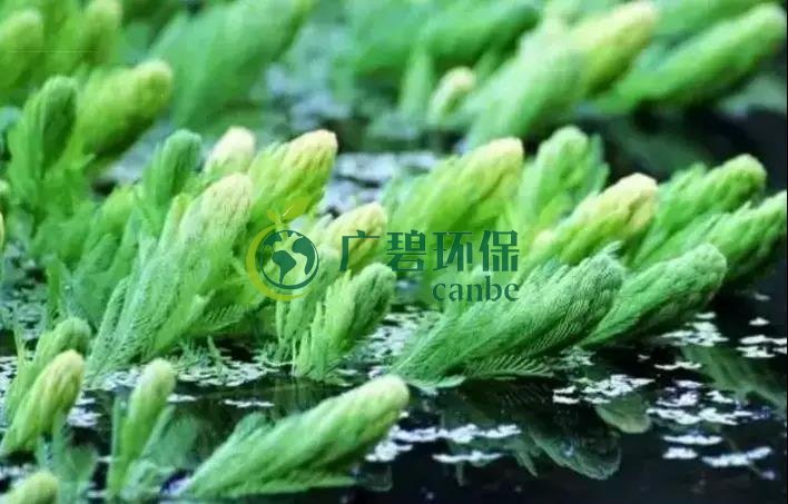 河道治理：水生植物的选择与种植