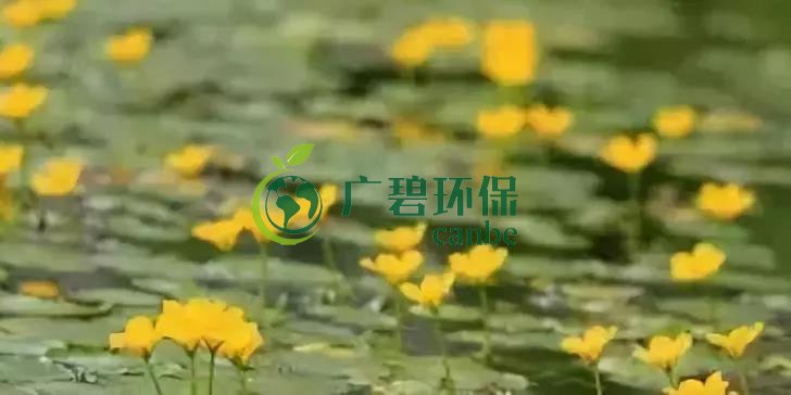 河道治理：水生植物的选择与种植