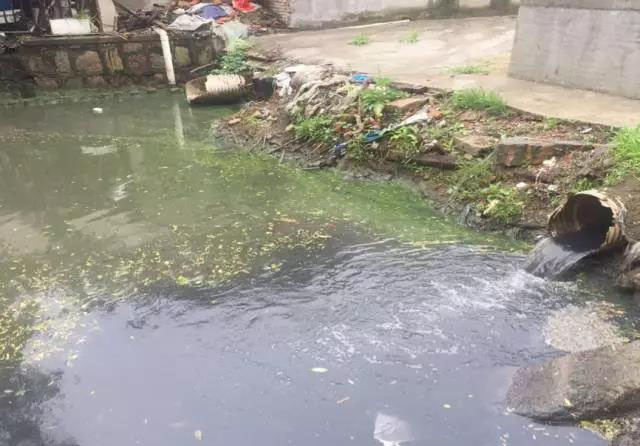 佛山南海黑臭河道生物治理案例